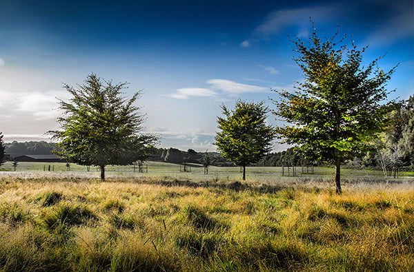 Tree planting in Hampshire