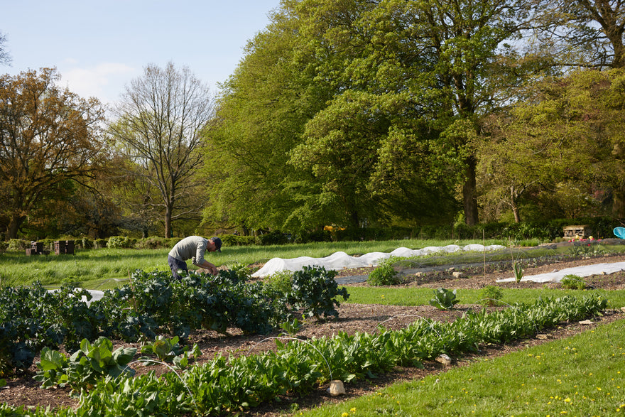 Homewood Bound - Joining the No Dig Revolution