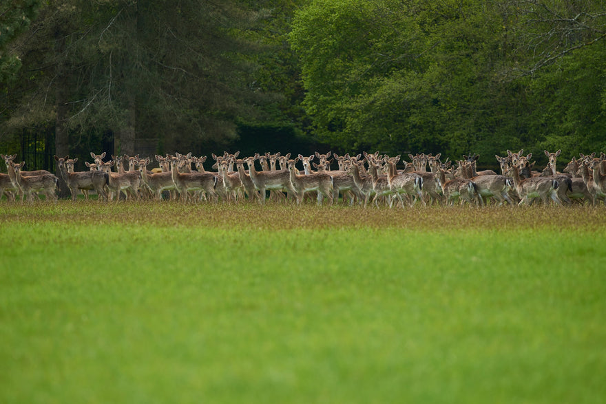 Springtime on the Hildon Estate
