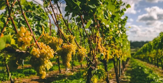 Discovering Hampshire: Unique Experiences and Hidden Gems