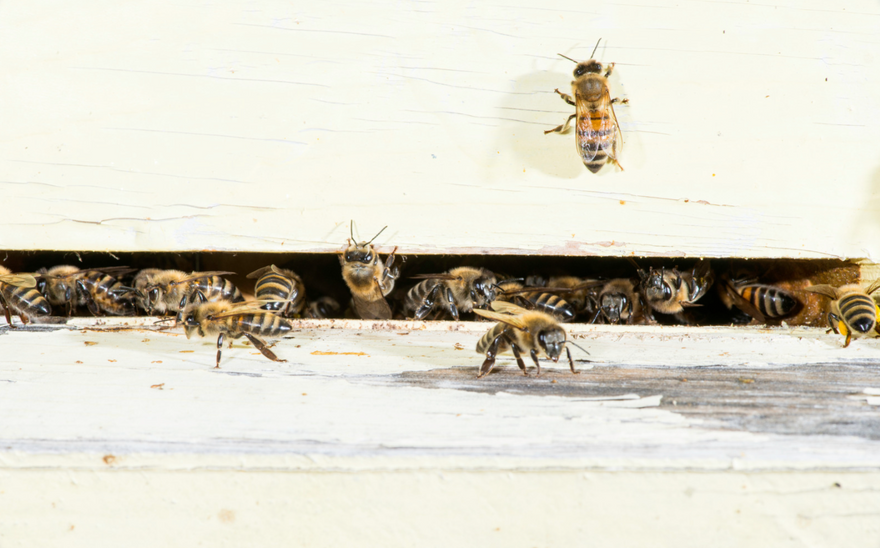 Beekeeping on the Hildon Estate: A Commitment to Ecology and Resilience