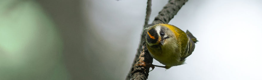 Hildon's feathered friends.