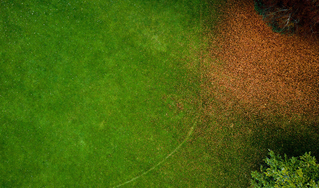 aerial shot of green grass, top right a mass of brown autumn leaves